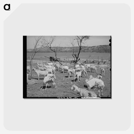 アートポストカード-Freshly Sheared Goats, Kimble County, Texas
 - ラッセル リー Postcard.