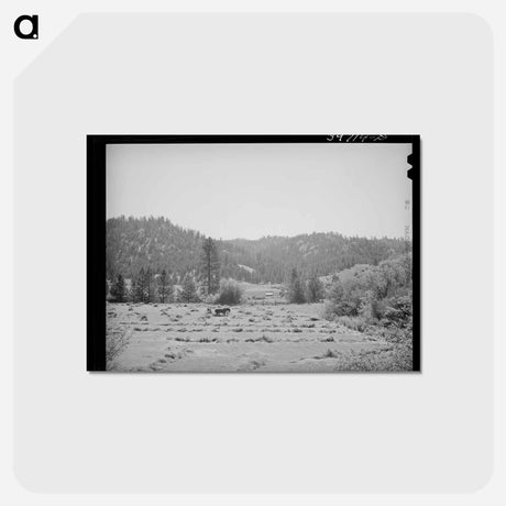 アートポストカード-Haying. Garden Valley, Boise County, Idaho
 - ラッセル リー Postcard.