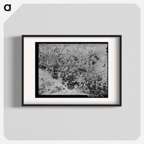 アートポスター-Dead Cotton Plants, McLennan County, Texas
 - ラッセル リー Poster.