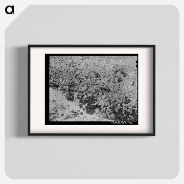 Dead Cotton Plants, McLennan County, Texas
 - ラッセル リー Poster.