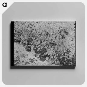 アートパネル-Dead Cotton Plants, McLennan County, Texas
 - ラッセル リー Canvas.