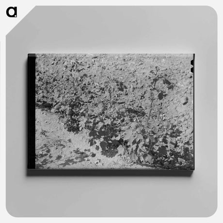 アートパネル-Dead Cotton Plants, McLennan County, Texas
 - ラッセル リー Canvas.