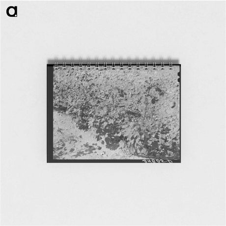 アートメモ帳-Dead Cotton Plants, McLennan County, Texas
 - ラッセル リー Memo.