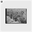 アートポストカード-Dead Cotton Plants, McLennan County, Texas
 - ラッセル リー Postcard.