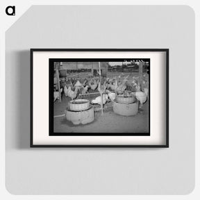 アートポスター-Drinking Fountains for Chickens, Chandler Unit, Maricopa County, Arizona
 - ラッセル リー Poster.
