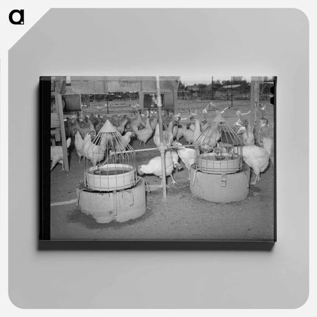 アートパネル-Drinking Fountains for Chickens, Chandler Unit, Maricopa County, Arizona
 - ラッセル リー Canvas.
