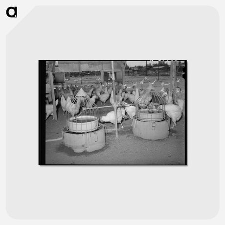 アートポストカード-Drinking Fountains for Chickens, Chandler Unit, Maricopa County, Arizona
 - ラッセル リー Postcard.