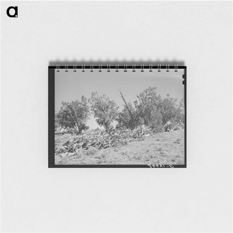 アートメモ帳-Brush Fence, Pie Town
 - ラッセル リー Memo.