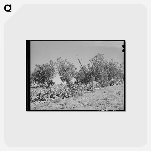アートポストカード-Brush Fence, Pie Town
 - ラッセル リー Postcard.