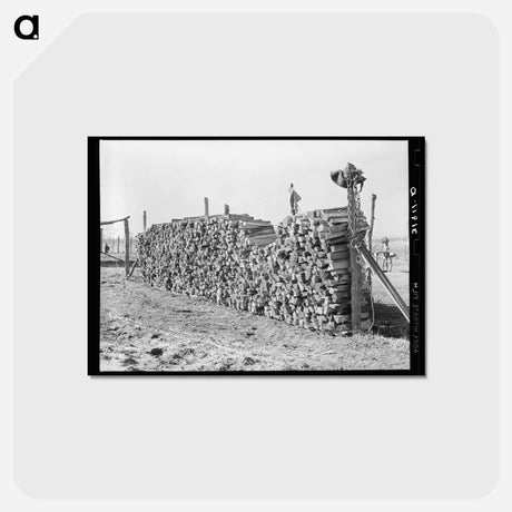 アートポストカード-Pile of Wood on Farm near Transylvania Project
 - ラッセル リー Postcard.