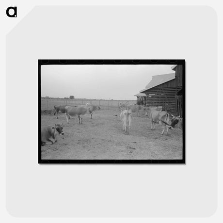 アートポストカード-Bull, Lake Dick Project, Arkansas
 - ラッセル リー Postcard.