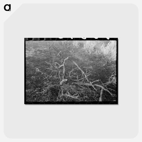 アートポストカード-Grass fire, Malheur County, Oregon
 - ラッセル リー Postcard.