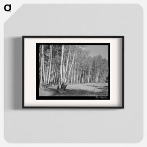 アートポスター-Grove of Aspens, Santa Barbara Canyon, Taos County, New Mexico
 - ラッセル リー Poster.