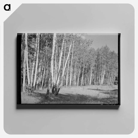 アートパネル-Grove of Aspens, Santa Barbara Canyon, Taos County, New Mexico
 - ラッセル リー Canvas.