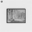 アートメモ帳-Grove of Aspens, Santa Barbara Canyon, Taos County, New Mexico
 - ラッセル リー Memo.