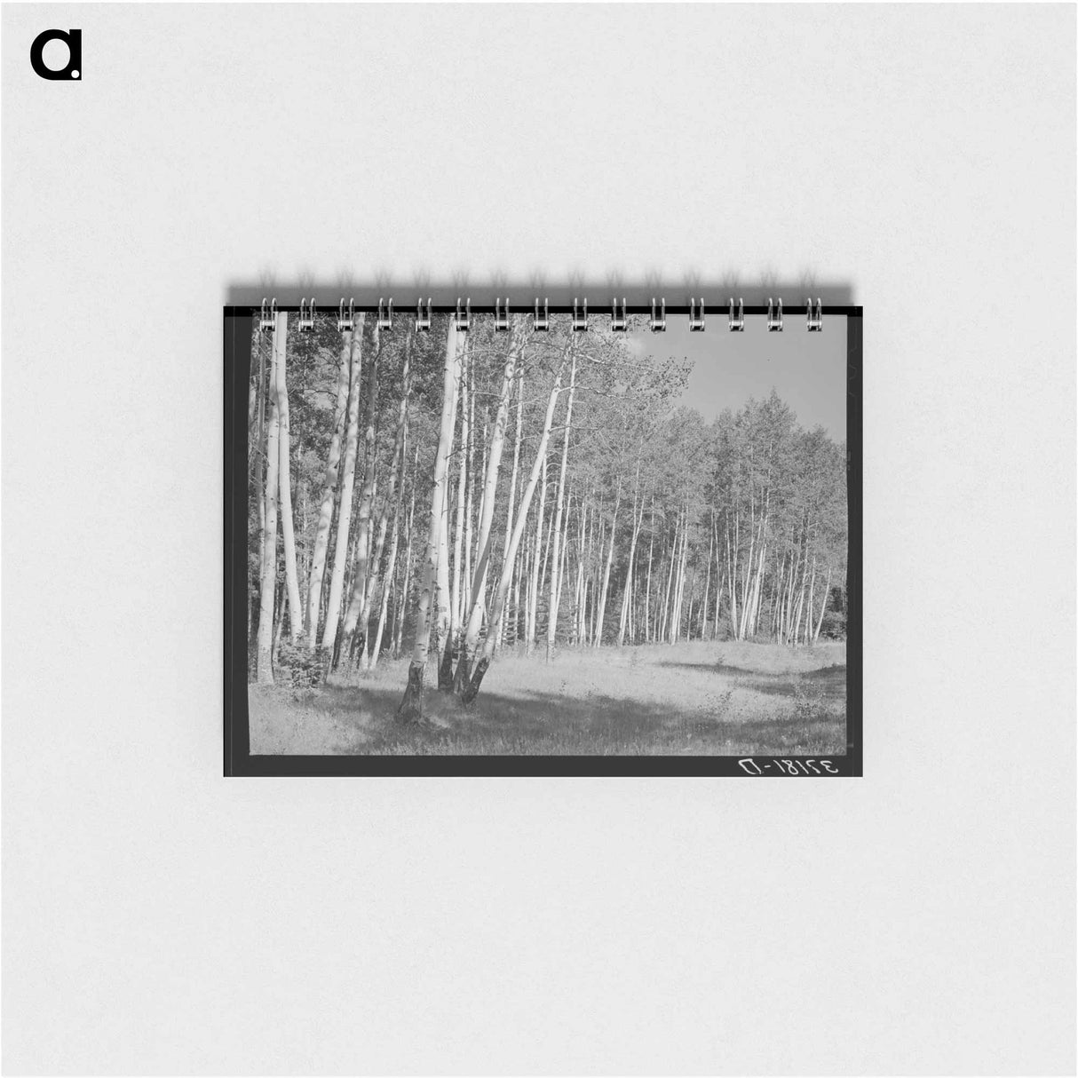 アートメモ帳-Grove of Aspens, Santa Barbara Canyon, Taos County, New Mexico
 - ラッセル リー Memo.