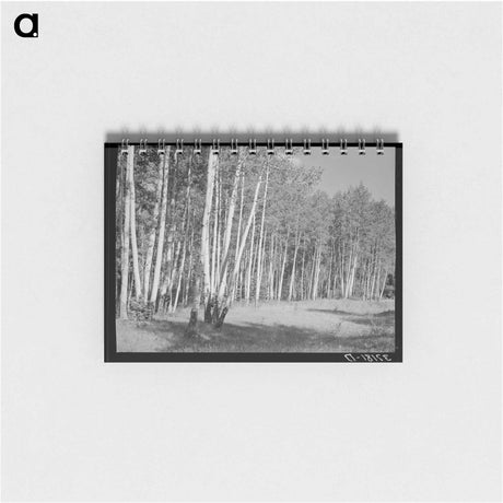 アートメモ帳-Grove of Aspens, Santa Barbara Canyon, Taos County, New Mexico
 - ラッセル リー Memo.
