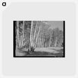 アートポストカード-Grove of Aspens, Santa Barbara Canyon, Taos County, New Mexico
 - ラッセル リー Postcard.
