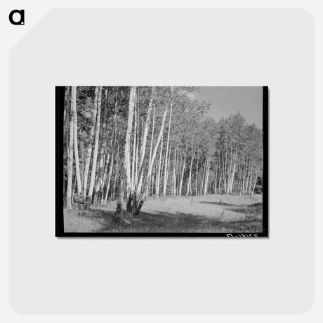 アートポストカード-Grove of Aspens, Santa Barbara Canyon, Taos County, New Mexico
 - ラッセル リー Postcard.