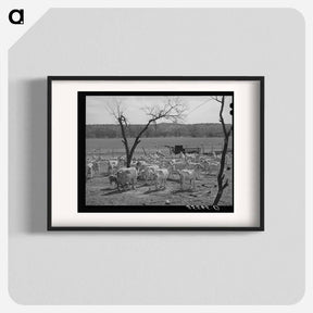 アートポスター-Shorn Goats, Kimble County, Texas
 - ラッセル リー Poster.