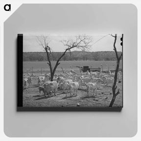 アートパネル-Shorn Goats, Kimble County, Texas
 - ラッセル リー Canvas.