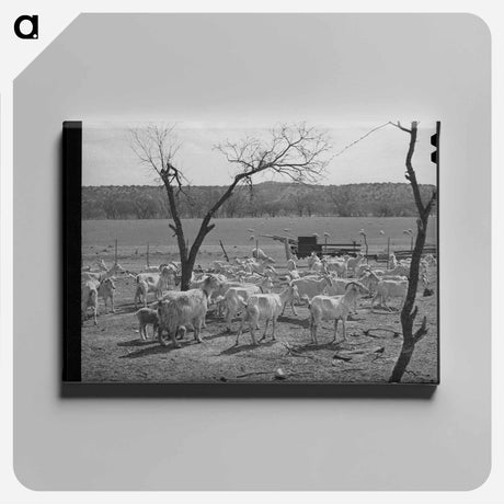アートパネル-Shorn Goats, Kimble County, Texas
 - ラッセル リー Canvas.