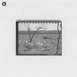 アートメモ帳-Shorn Goats, Kimble County, Texas
 - ラッセル リー Memo.