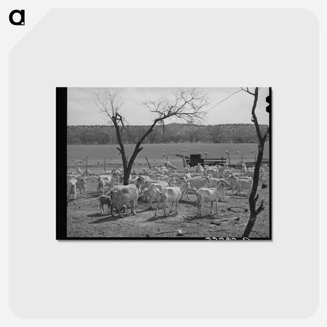 アートポストカード-Shorn Goats, Kimble County, Texas
 - ラッセル リー Postcard.