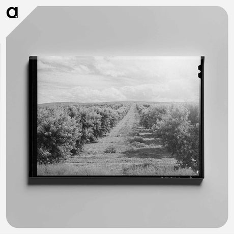 アートパネル-Canyon County Peach Orchard
 - ラッセル リー Canvas.