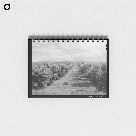 アートメモ帳-Canyon County Peach Orchard
 - ラッセル リー Memo.