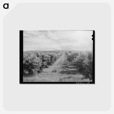 アートポストカード-Canyon County Peach Orchard
 - ラッセル リー Postcard.