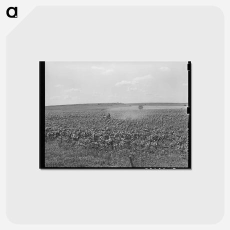 アートポストカード-Plowing Corn, Wagoner County, Oklahoma
 - ラッセル リー Postcard.