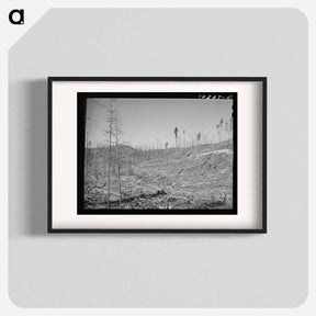 アートポスター-Cut-over Forest Land, Clatsop County, Oregon
 - ラッセル リー Poster.