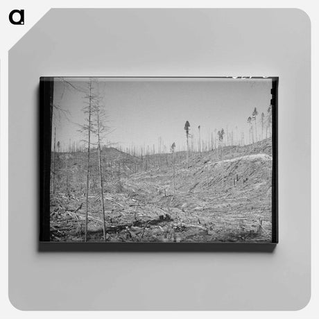 アートパネル-Cut-over Forest Land, Clatsop County, Oregon
 - ラッセル リー Canvas.