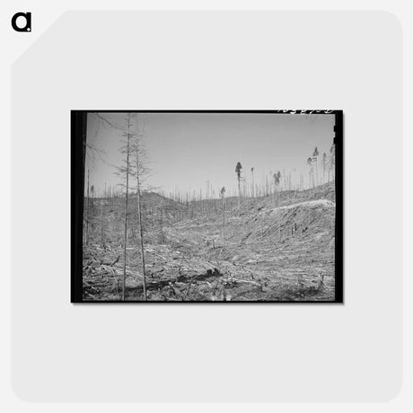 アートポストカード-Cut-over Forest Land, Clatsop County, Oregon
 - ラッセル リー Postcard.