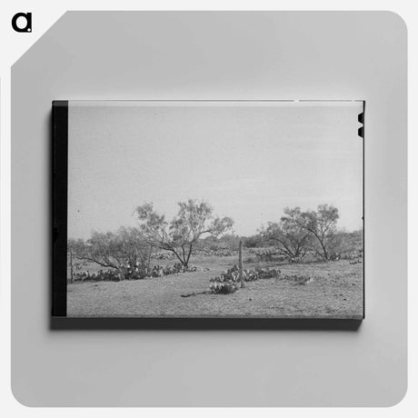 アートパネル-Character of Mesquite Land, Tom Green County, Texas
 - ラッセル リー Canvas.