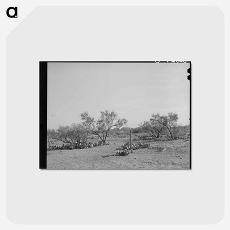 アートポストカード-Character of Mesquite Land, Tom Green County, Texas
 - ラッセル リー Postcard.
