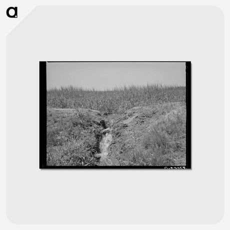 アートポストカード-Irrigation Runoff, Chamisal, New Mexico
 - ラッセル リー Postcard.
