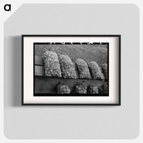 アートポスター-Onions at Market Near Greenfield, Massachusetts
 - ラッセル リー Poster.