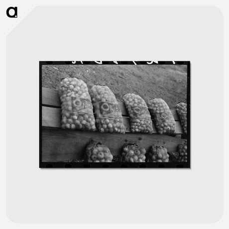 アートポストカード-Onions at Market Near Greenfield, Massachusetts
 - ラッセル リー Postcard.