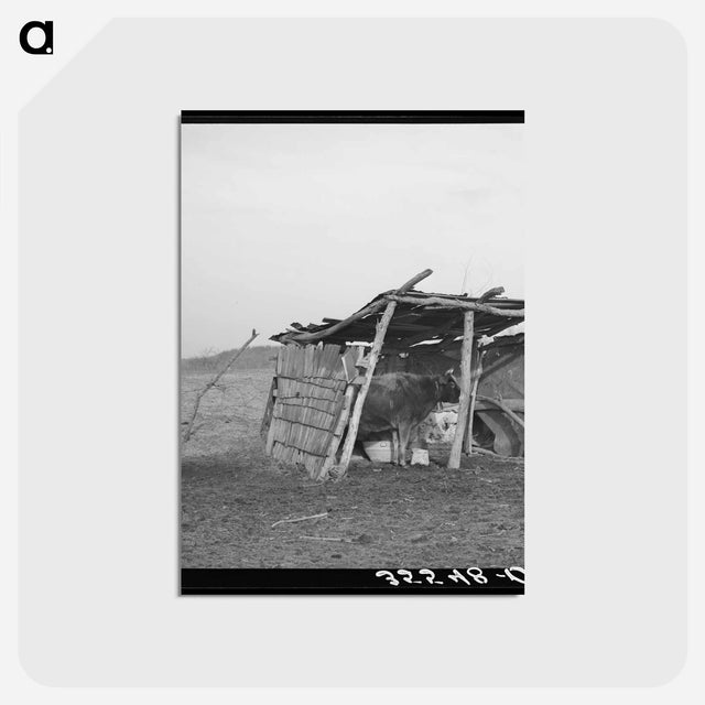 アートポストカード-Cowshed on Farm in McIntosh County, Oklahoma
 - ラッセル リー Postcard.