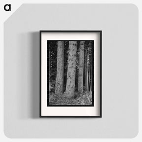 アートポスター-Trees on Holdings of the Long Bell Lumber Company, Cowlitz County, Washington
 - ラッセル リー Poster.