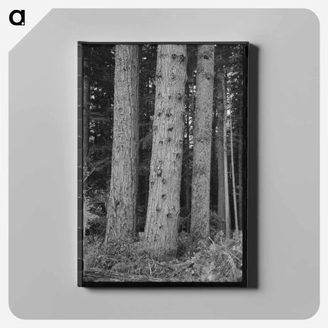 アートパネル-Trees on Holdings of the Long Bell Lumber Company, Cowlitz County, Washington
 - ラッセル リー Canvas.