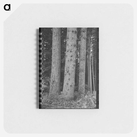 アートメモ帳-Trees on Holdings of the Long Bell Lumber Company, Cowlitz County, Washington
 - ラッセル リー Memo.