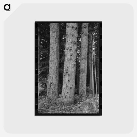 アートポストカード-Trees on Holdings of the Long Bell Lumber Company, Cowlitz County, Washington
 - ラッセル リー Postcard.