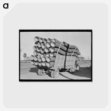 アートポストカード-Baskets for Citrus Fruit, Pharr, Texas
 - ラッセル リー Postcard.