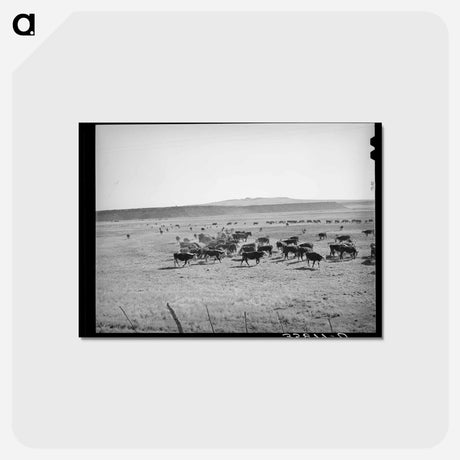 アートポストカード-Rancher Feeding Hay to Cattle, Apache County
 - ラッセル リー Postcard.