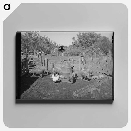 アートパネル-Pigs Belonging to Perry Warner
 - ラッセル リー Canvas.