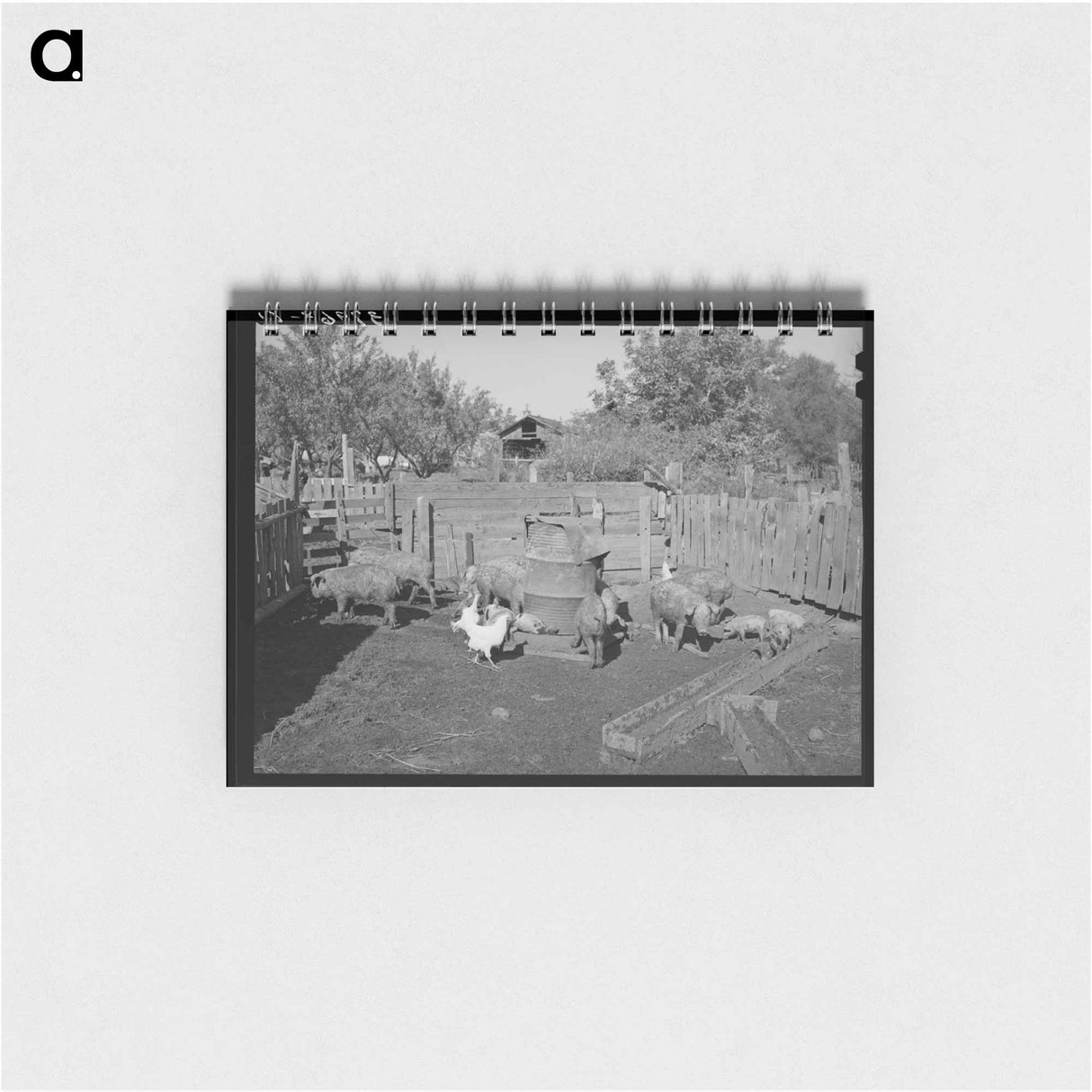 アートメモ帳-Pigs Belonging to Perry Warner
 - ラッセル リー Memo.