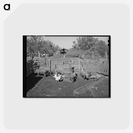 アートポストカード-Pigs Belonging to Perry Warner
 - ラッセル リー Postcard.